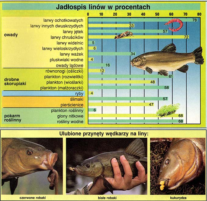 Co zjadają liny?