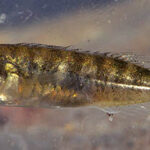 Cierniczek (Pungitius pungitius)