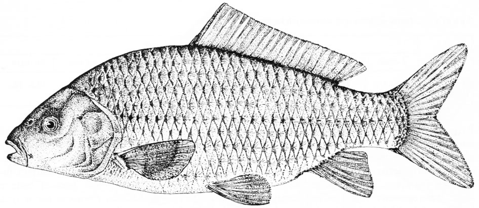 Karp drobnołuski, Cyprinus carpio