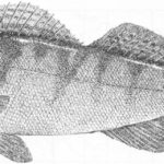 Okoń (Perca fluviatilis)