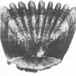 Jazgarz (Gymnocephalus cernua)